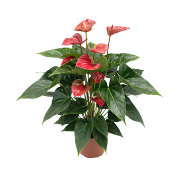 Potted anthurium plant with vibrant red spathes and large glossy green leaves isolated on a transparent background