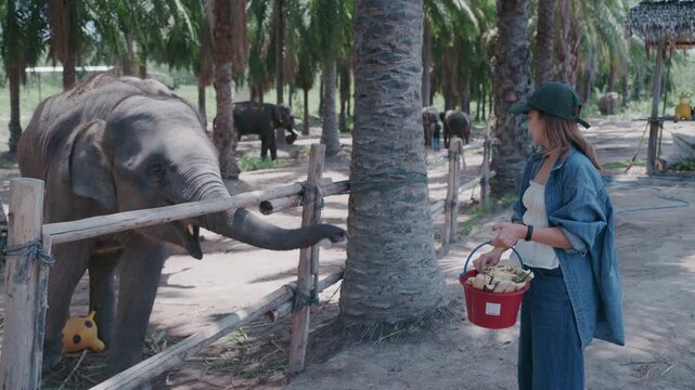 Asian female tourist feeding bananas to cute young elephant at sanctuary in Thailand.