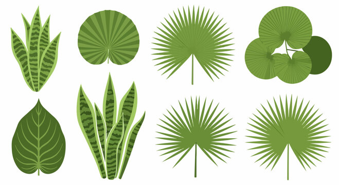 Collection of tropical green palm leaves illustrations