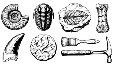 Collection of prehistoric fossils and paleontological tools hand drawn in a detailed vintage sketch style © Puley