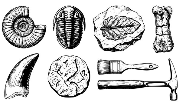 Collection of prehistoric fossils and paleontological tools hand drawn in a detailed vintage sketch style