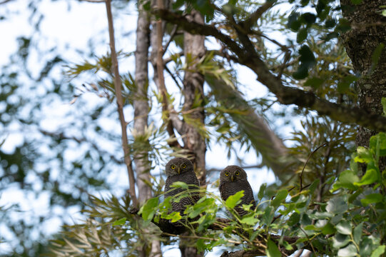 Two Jungle owlets perched on an angled tree branch against a soft green foliage background. Showcasing its vivid yellow iris, fine barred plumage, and sharp talons clinging to the bark. 