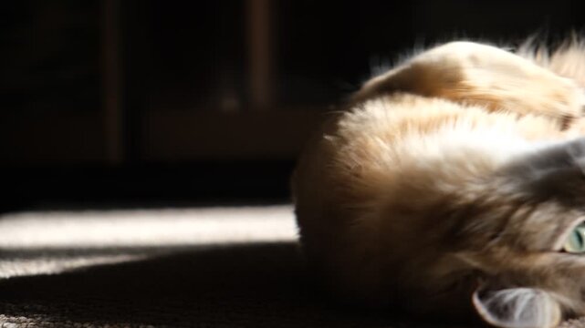 Happy, joyful cat is spinning playfully in a patch of bright sunlight.  Pure delight and carefree energy. The warm sunlight highlights the fur and emphasizes the lively, cheerful mood of the scene.