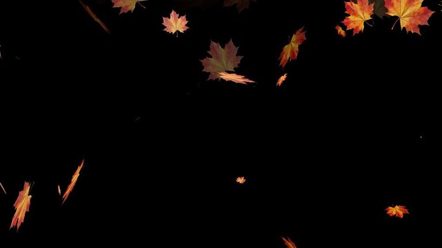 Autumn leaves gently falling against a black background, creating a seasonal Thanksgiving atmosphere for overlays, holiday compositions, presentations, and cinematic edits