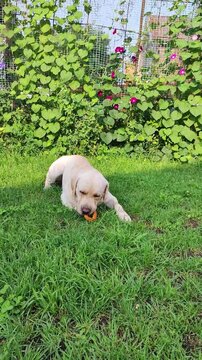A yellow Labrador is gnawing on a bagel on a green lawn in front of a blooming fence with pink flowers. It&rsquo;s perfect for advertising pet products, a garden lifestyle, or outdoor recreation.