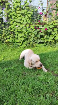 A yellow Labrador is gnawing on a bagel on a green lawn in front of a blooming fence with pink flowers. It&rsquo;s perfect for advertising pet products, a garden lifestyle, or outdoor recreation.