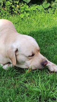 A yellow Labrador is gnawing on a bagel on a green lawn in front of a blooming fence with pink flowers. It&rsquo;s perfect for advertising pet products, a garden lifestyle, or outdoor recreation.