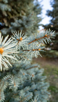 Macro shot focusing on the tip of a blue spruce branch with silvery needles and tiny buds in natural daylight for forestry concepts.