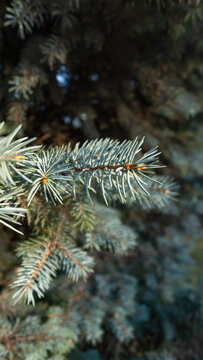 Close-up of a blue spruce conifer branch featuring detailed sharp needles against a soft-focus natural background for seasonal designs.