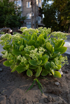 Close-up view of a lush green stonecrop sedum bush with fleshy leaves and flower buds in an urban flowerbed for gardening themes.
