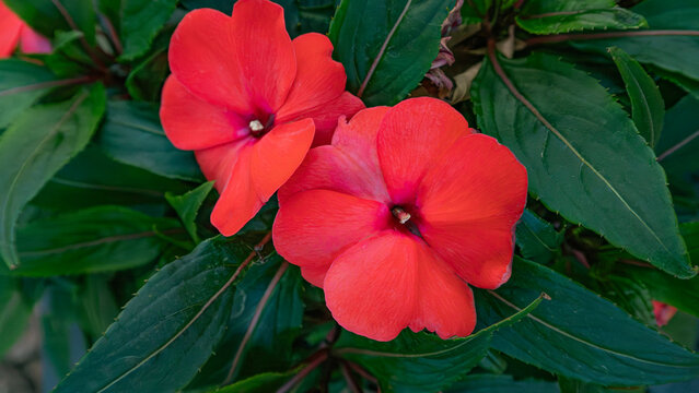 Top-down close-up of two brilliant red impatiens flowers blossoming amidst lush green leaves for botanical backgrounds.