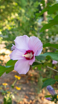 Close-up of a pink Rose of Sharon flower with a crimson center and green leaves in natural sunlight for botanical concepts.