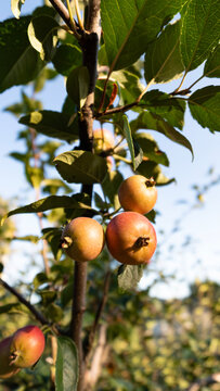 Close-up view of small ripening crabapples on a tree branch with green leaves in warm sunlight for agriculture themes.