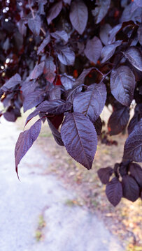 Close-up of deep dark purple plum tree leaves showing detailed texture and rich burgundy color for botanical designs.