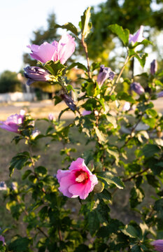 Blooming Rose of Sharon shrub with soft pink flowers bathed in warm sunset backlight for horticulture concepts.