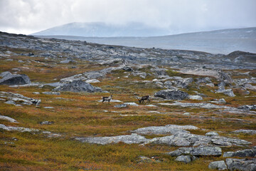 Arctic landscape with reindeers.  Norway. © Gennady
