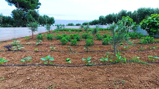 Agricultural vegetable garden beds with drip irrigation pipe system on rich soil, surrounded by olive trees with sea background in rural coastal farm, sustainable farming concept