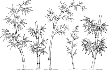 Fototapeta premium Hand drawn green bamboo trees and stalks vector illustration with line art oriental botanical nature elements