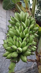 bunch of bananas © harnowaslan