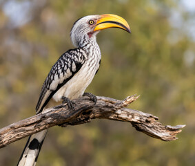 Obraz premium Southern Yellow-Billed Hornbill Perched on Tree Branch in African Savanna