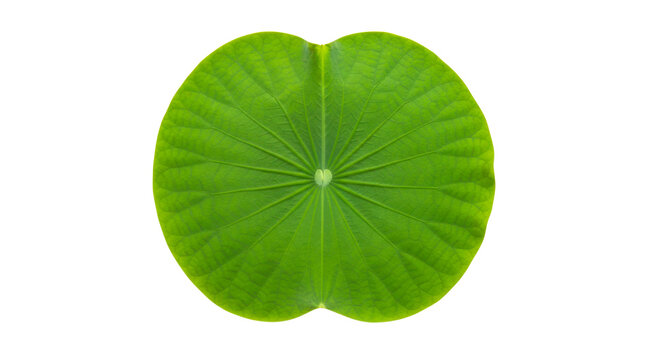 Symmetrical green lotus leaf with radial veins on white background
