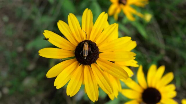 Goldenrod soldier beetle pollinating Black-eyed Susan flower