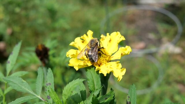 Large bumble bee moving around and pollinating yellow flower