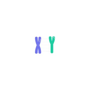 Human Chromosomes X Y Genetics
