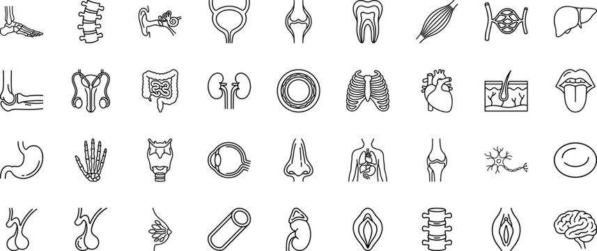 Human Internal Anatomy Organs line icon set. Vector pictograms of heart, lungs, brain, and bones elements, thin linear illustration.