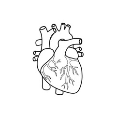 Fototapeta premium himan heart anatomi