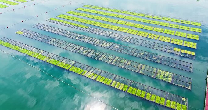 Aerial view of floating aquatic plant cultivation rafts in turquoise water beside a red wooden dock under bright sunlight.
