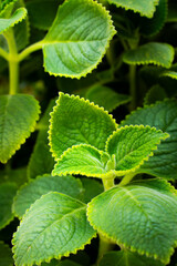 Fresh green Mexican Mint leaves texture background © Burana