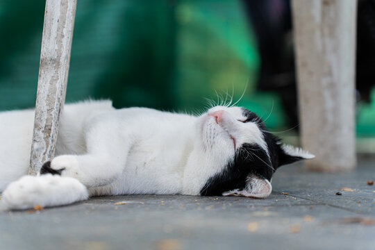 Close up of sleeping stray cat dreaming on the floor
