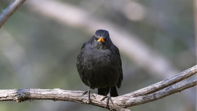 Close up of a male common blackbird with a bright yellow beak perched on a bare wooden branch against a soft blurred natural background.