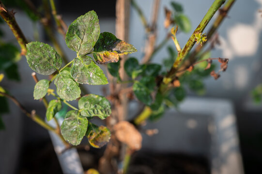 Downey Mildew and Black spot problem occur on rose leaves.A plant disease, caused by a fungal-like water mould known as Peronospora destructor.