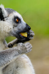 Close-up side view of a ring-tailed lemur eating, a primate holding and nibbling food, natural green background, high-quality wildlife photography © Yf