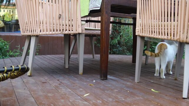 There is a cat on the chair under the dining table.식탁아래 의자에 고양이가 있습니다.