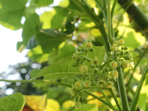 Close up of small yellowish-green jatropha curcas flowers blooming among lush leaves. A tropical medicinal herbal plant found in Indonesia, widely used for bioenergy and traditional remedy
