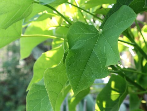 Close up of fresh green jatropha curcas leaves glowing under soft natural sunlight. Medicinal plant widely found in Indonesia, commonly used for traditional healing, herbal remedy, and biofuel