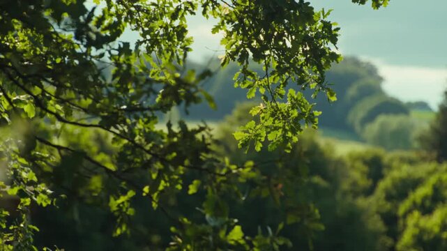 Sunlight filtering through fresh green oak tree leaves in calm forest scene.