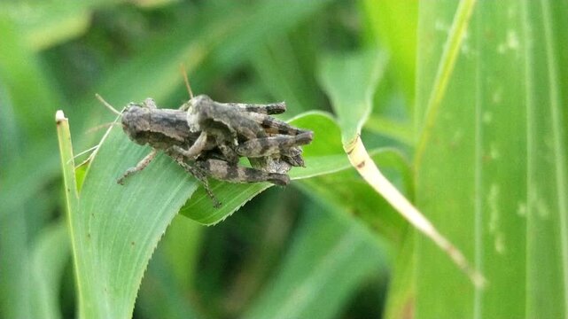 Two grasshoppers mating on green corn leaf, grasshoppers copulating, close up macro 4K video