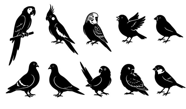 Pet bird silhouette collection featuring parrots cockatiels budgies canaries finches pigeons and doves in varied vector poses