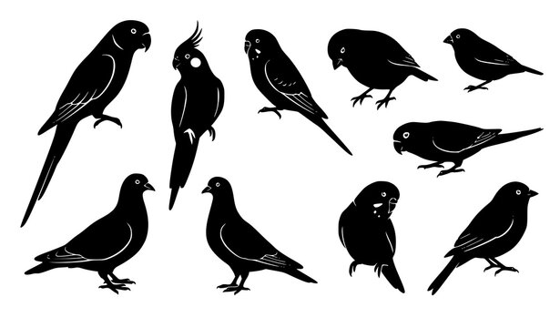 Pet bird silhouette icon set featuring parrot cockatiel budgie canary finch pigeon dove and parakeet poses for craft vector designs