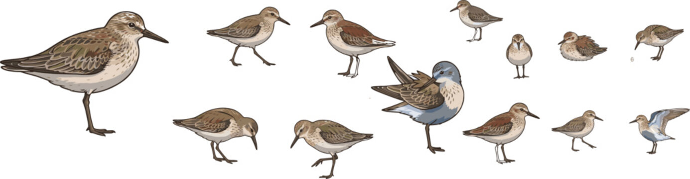 Collection of Hand Drawn Shorebirds and Sandpipers Isolated on White Background