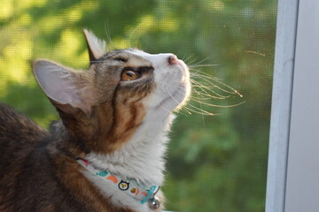 Cat sitting by the window © Blanca