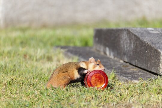A European hamster (Cricetus cricetus) rolls a grave candle toward its burrow to eat the wax. Vienna, Austria
