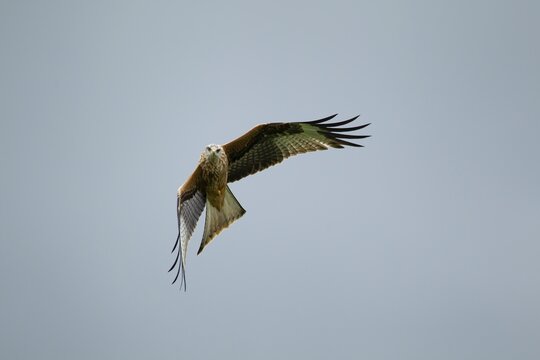 Red kite (Milvus milvus) adult bird in flight, Wales, United Kingdom