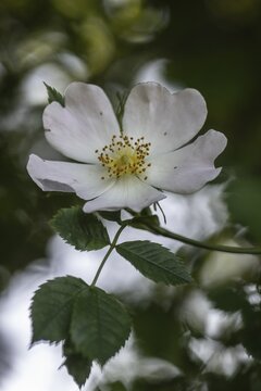 White dog rose (Rosa canina), Emsland, Lower Saxony, Germany