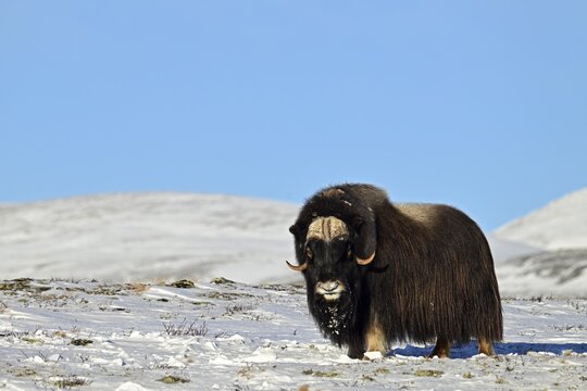 Musk ox (Ovibos moschatus) in the snow, Dovrefjell-Sunndalsfjella National Park, Norway