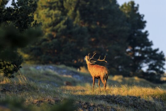 Deer with antlers standing in front of a forest in the evening light, red deer (Cervus elaphus), rutting, wildlife, Western Pomerania Lagoon Area National Park, Zingst, Mecklenburg-Western Pomerania, Germany